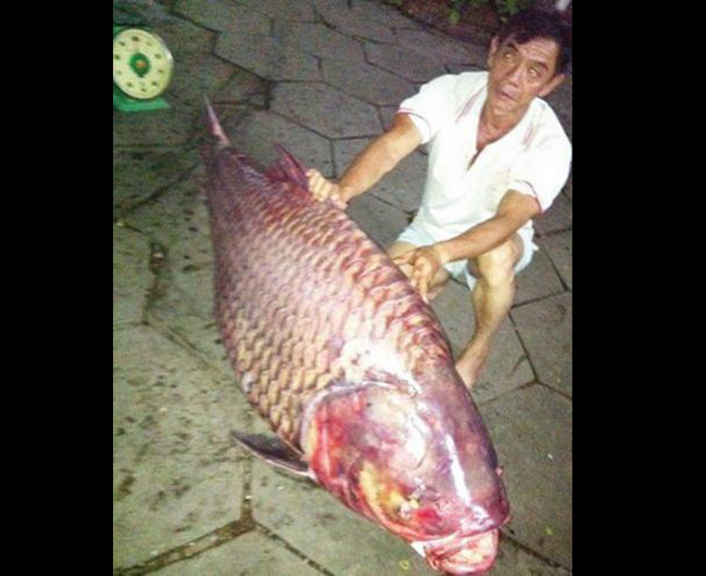 Ngày 22/6/2012, một ngư dân đánh bắt được trên sông Hậu có cá hô dài gần 2m, cân nặng trên 130 kg.